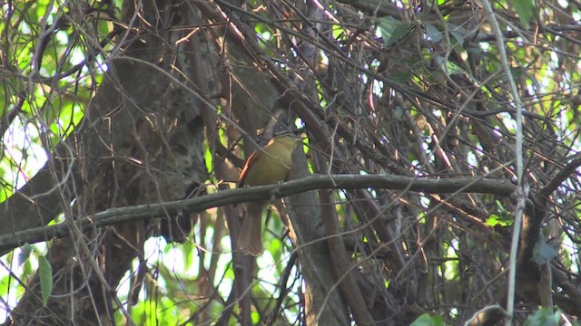Ochre-breasted Foliage-gleaner - ML633591992