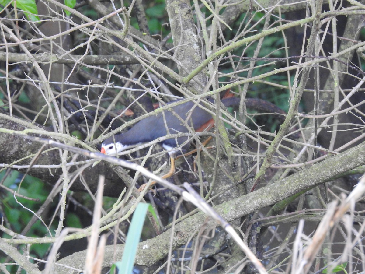 White-breasted Waterhen - ML633592002
