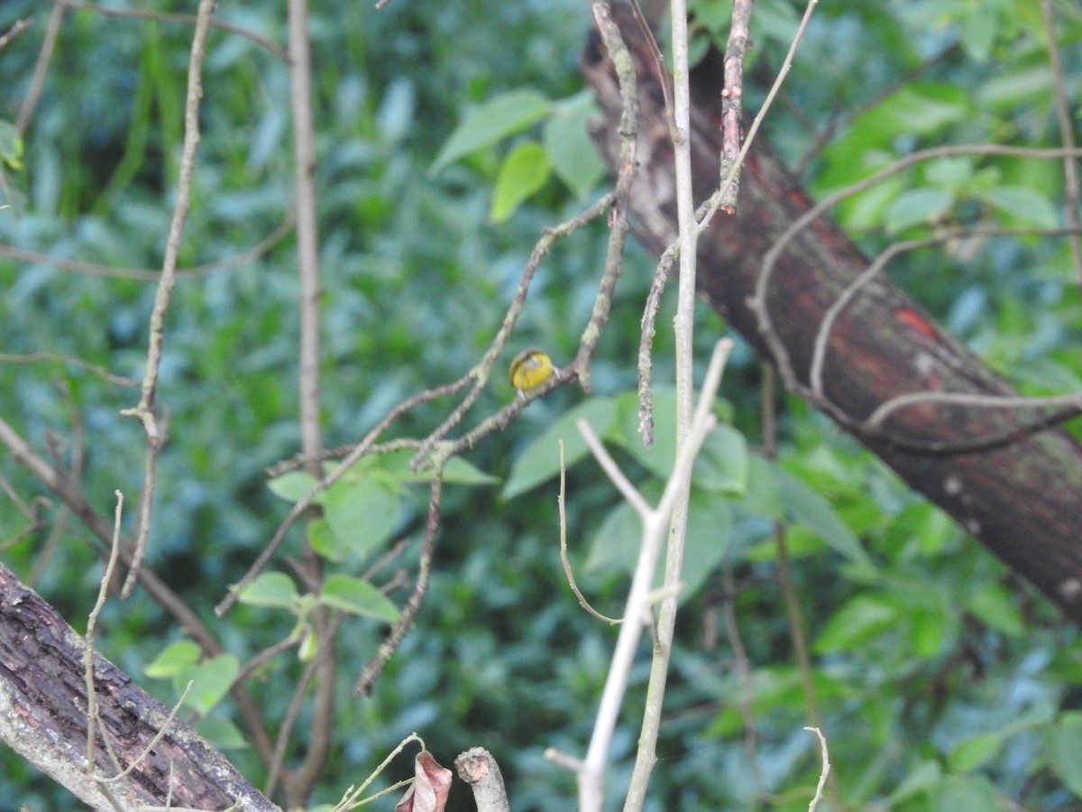 Gray-hooded Warbler - ML633592005