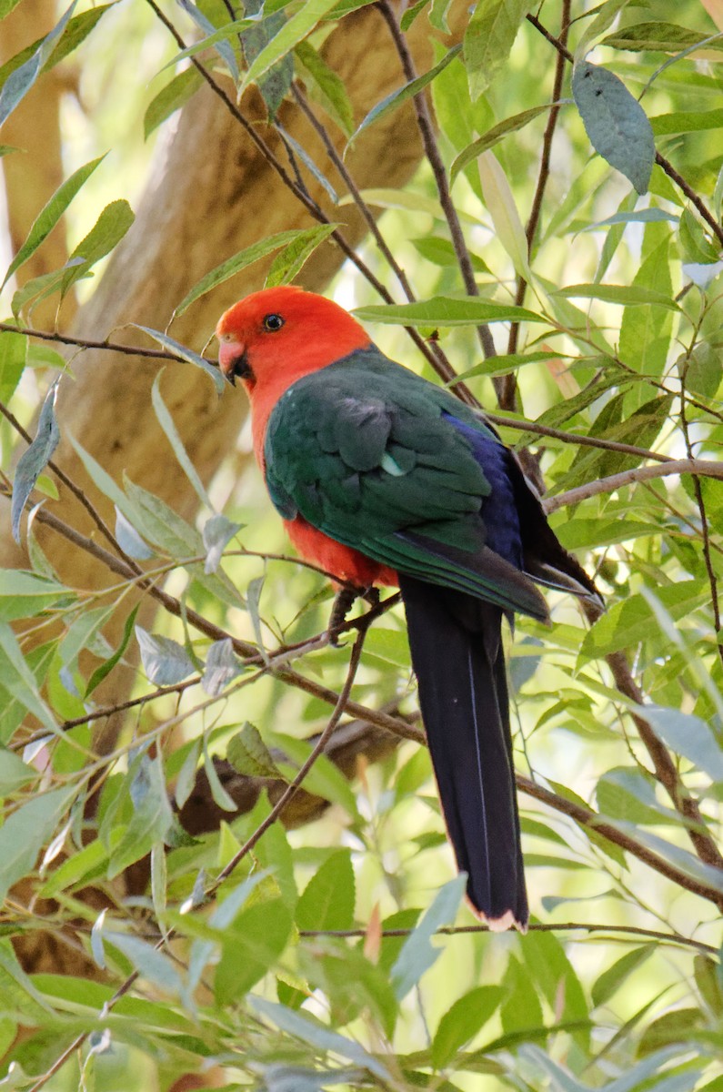 キンショウジョウインコ - ML633592008