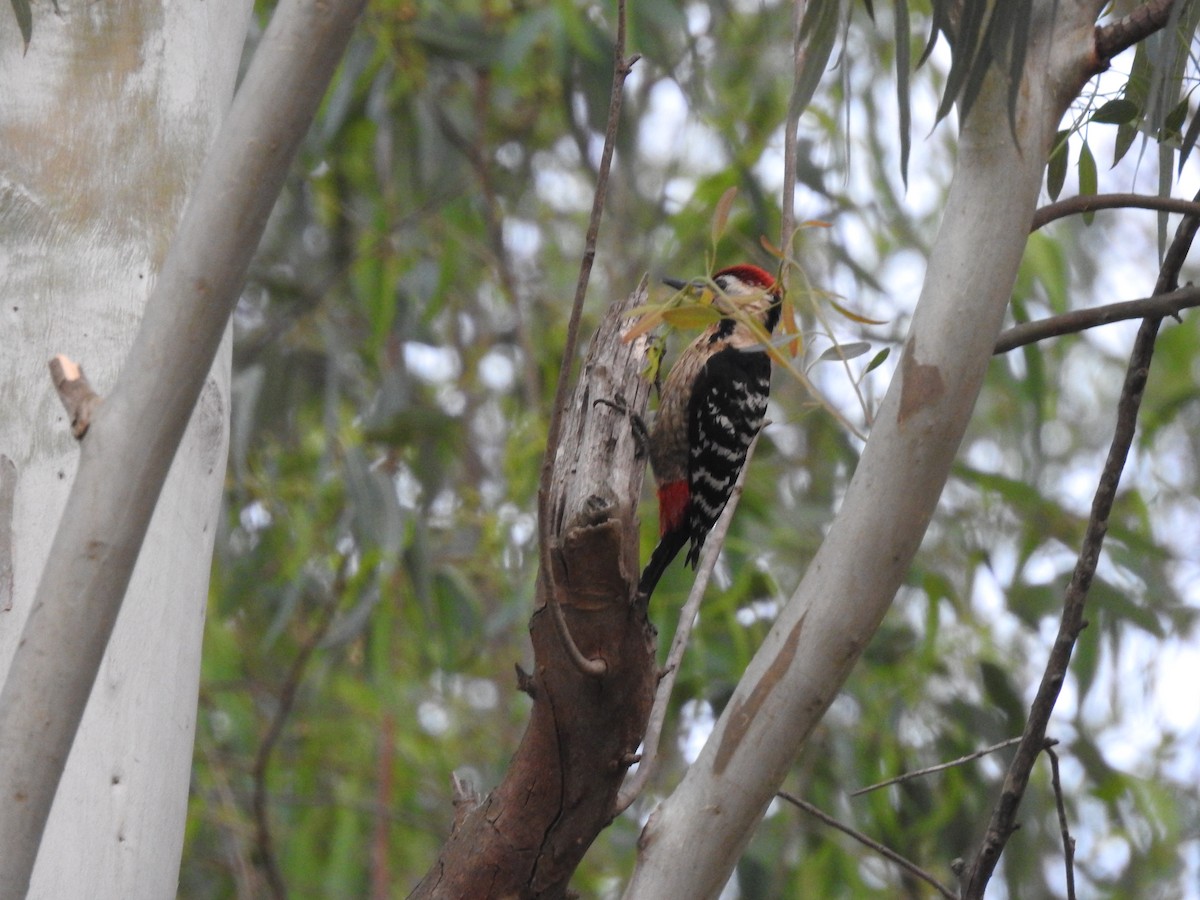 Fulvous-breasted Woodpecker - ML633592020