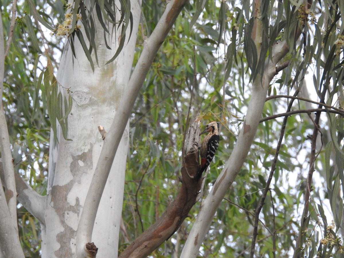 Fulvous-breasted Woodpecker - ML633592021