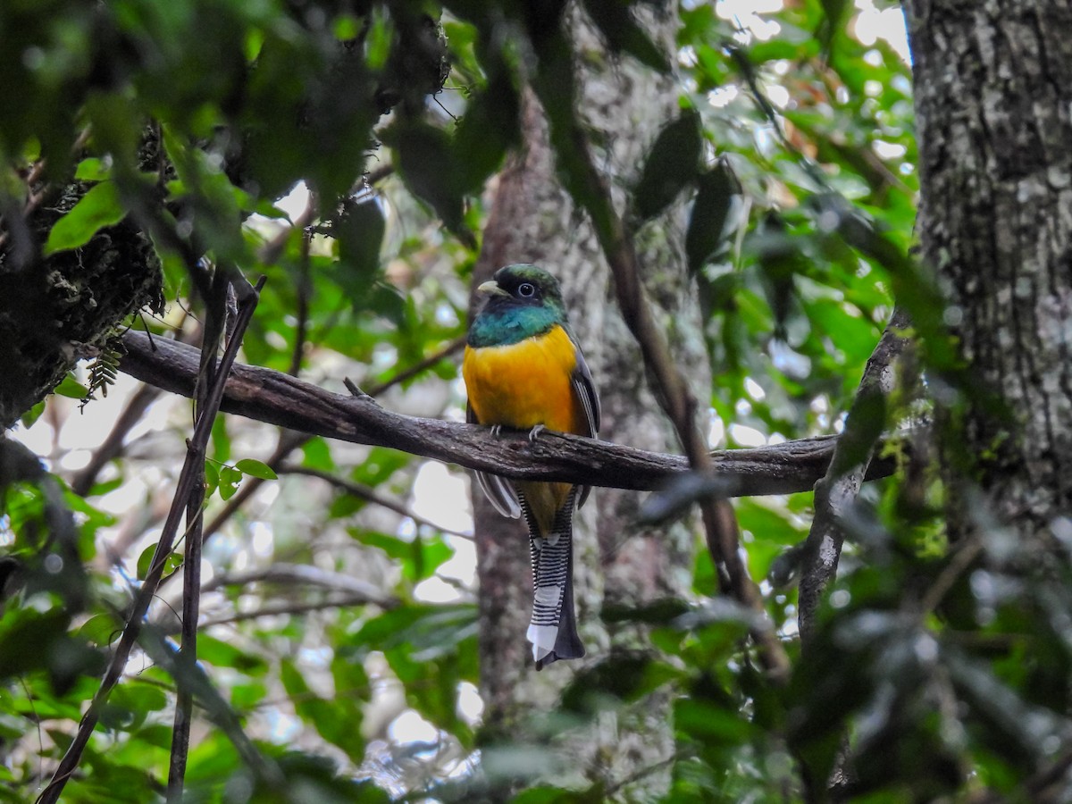 Atlantic Black-throated Trogon - ML633592027