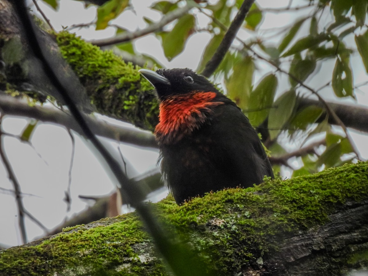 Red-ruffed Fruitcrow - ML633592054