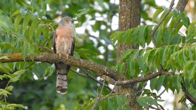 Common Hawk-Cuckoo - ML633592057