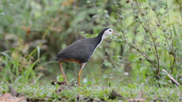 White-breasted Waterhen - ML633592176