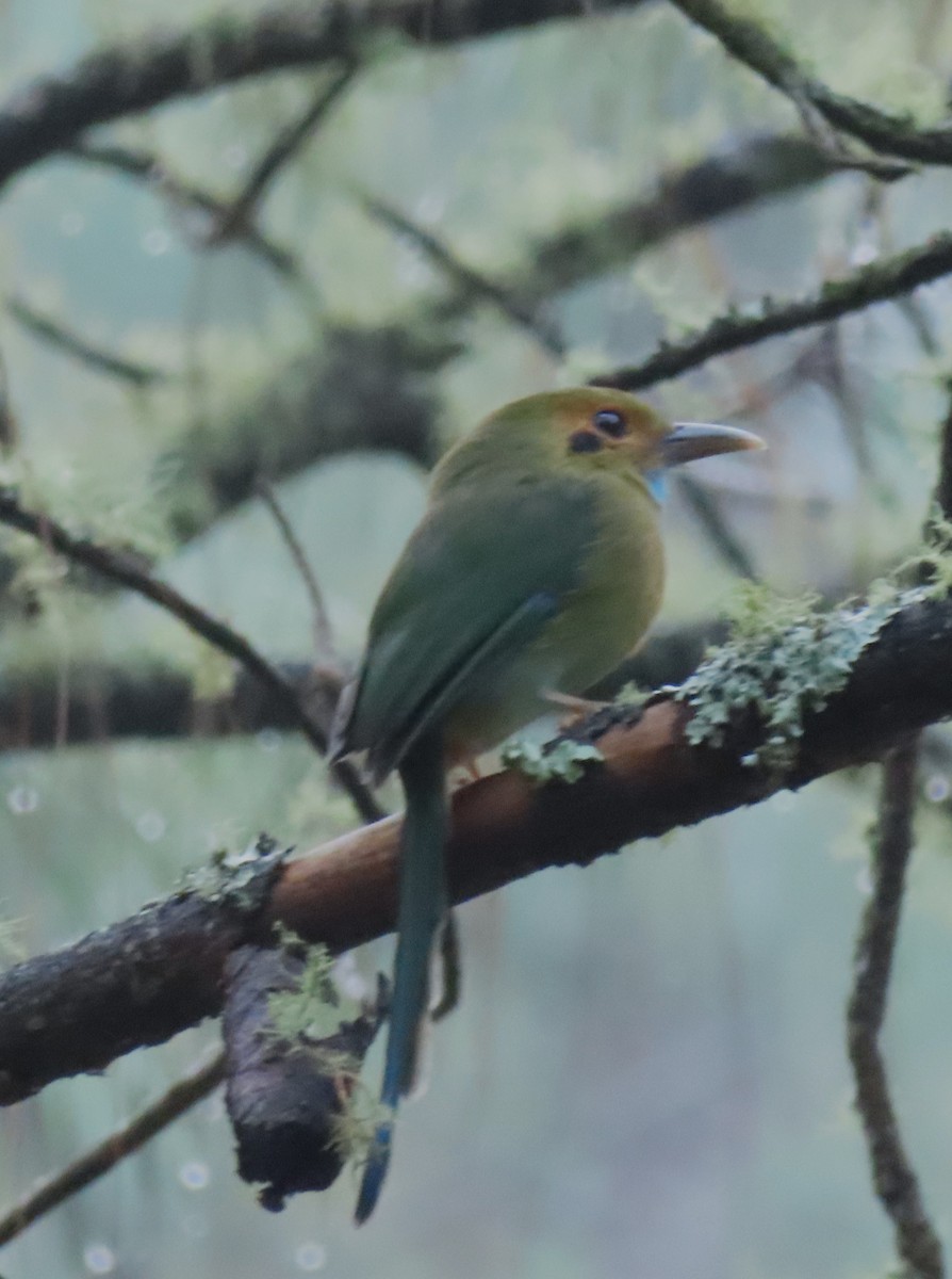 Blue-throated Motmot - ML633592325