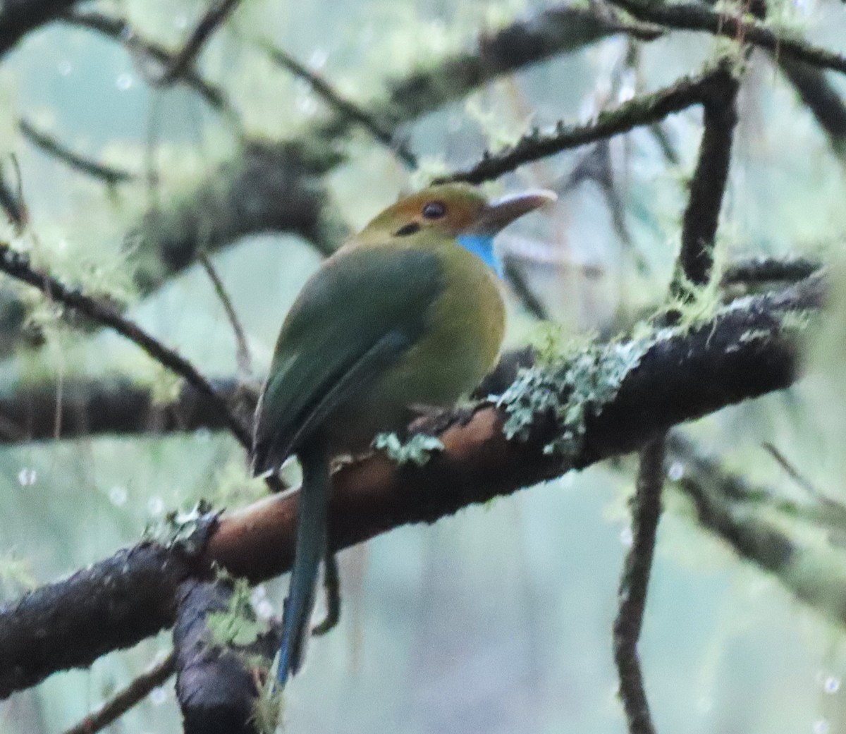 Blue-throated Motmot - ML633592330