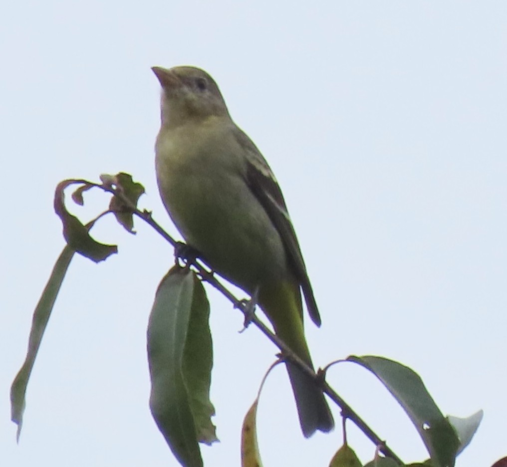 Western Tanager - ML633592338