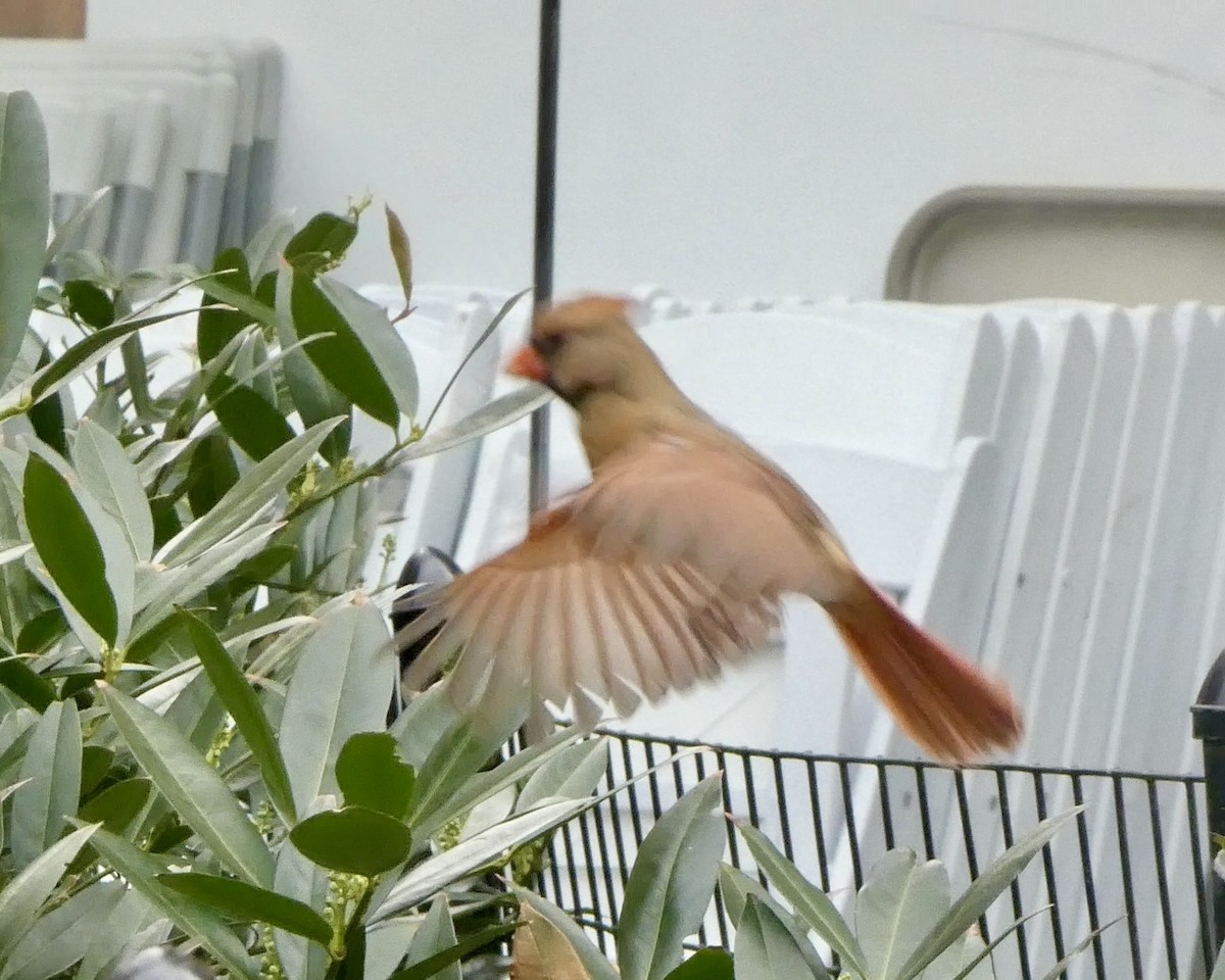 Northern Cardinal - ML633592492