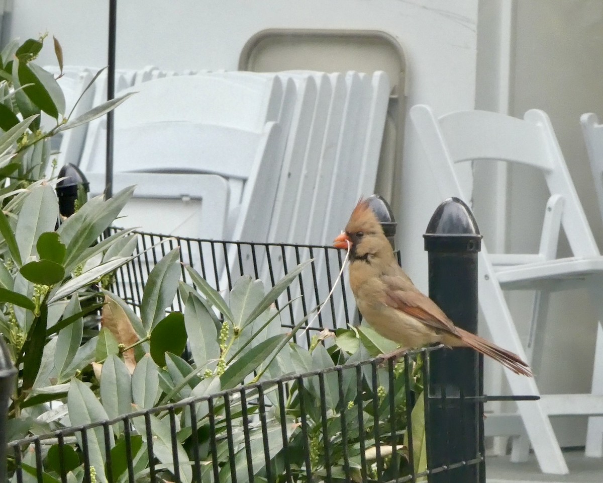 Northern Cardinal - ML633592493
