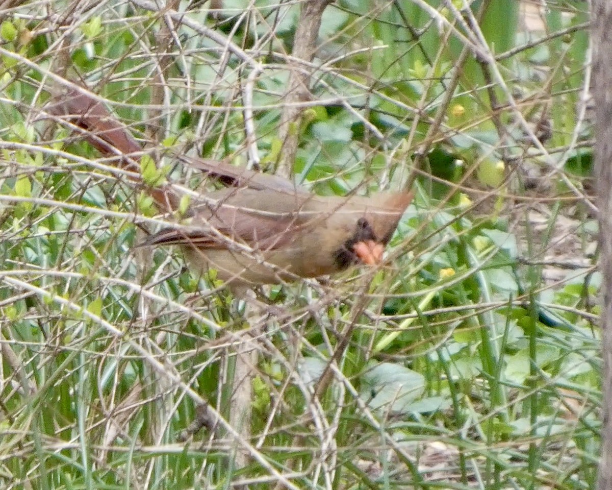 Northern Cardinal - ML633592494