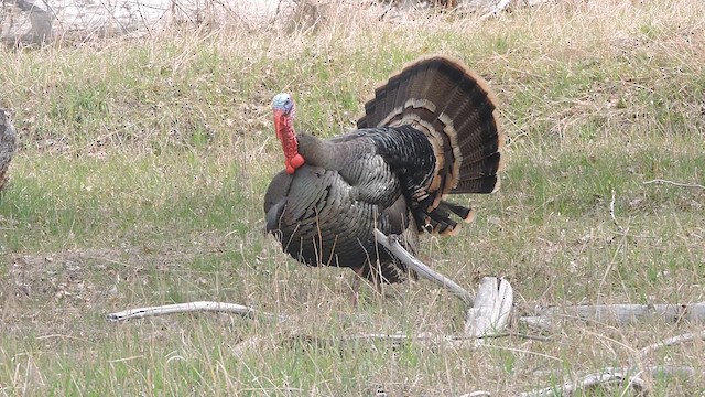 Wild Turkey - ML633592563