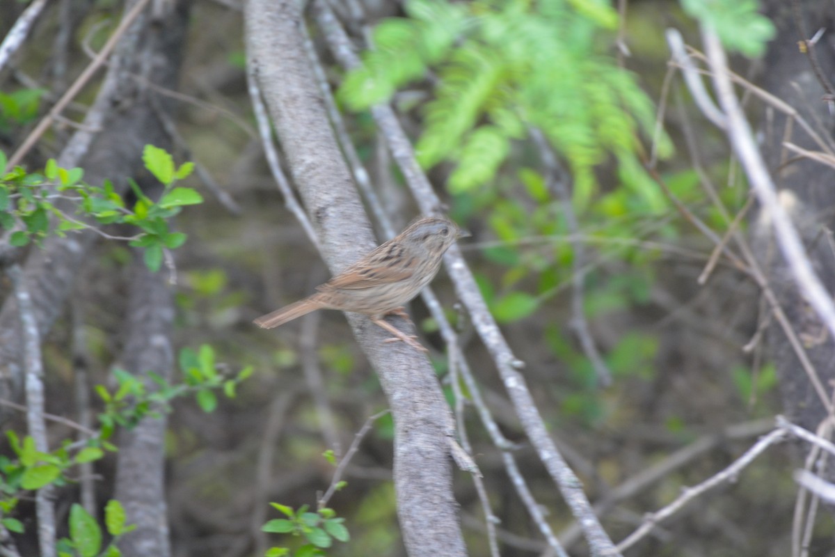 Lincoln's Sparrow - ML633592783