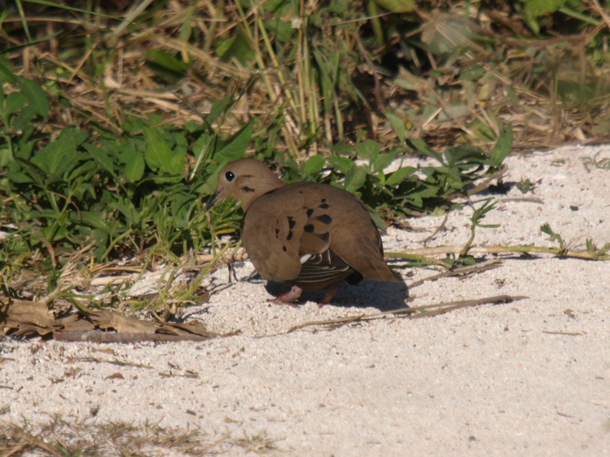 Zenaida Dove - ML633592811