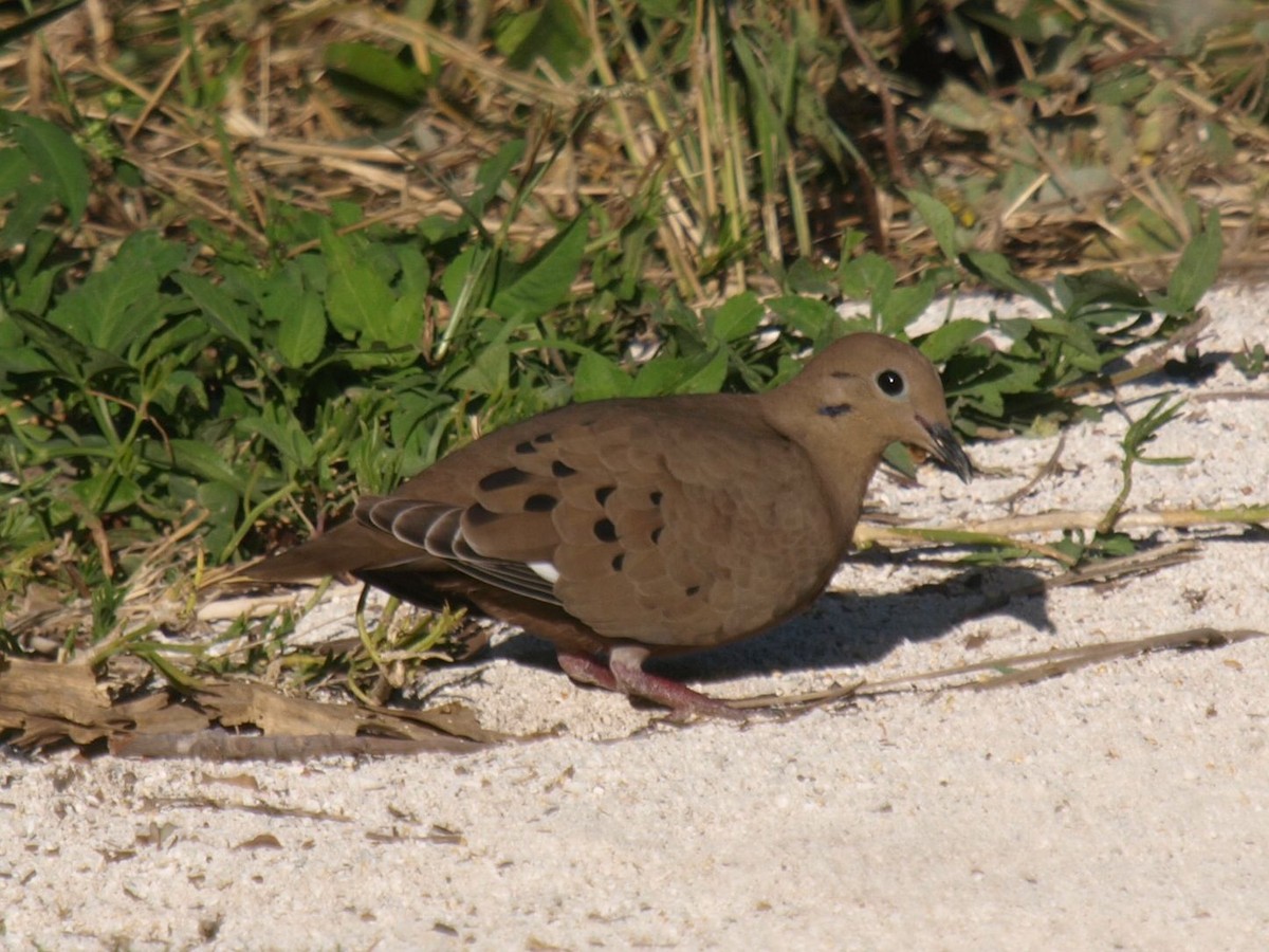 Zenaida Dove - ML633592812