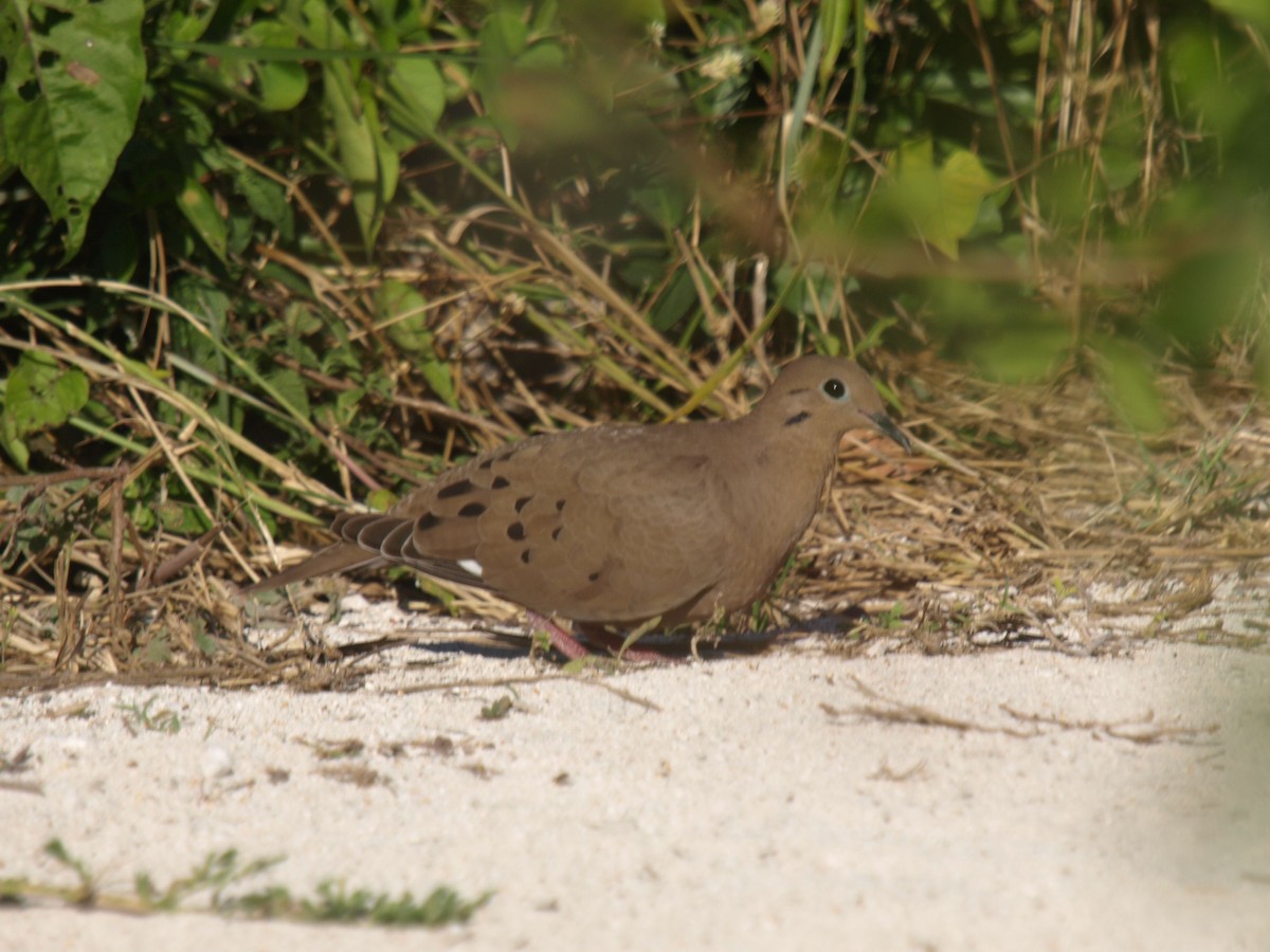 Zenaida Dove - ML633592813