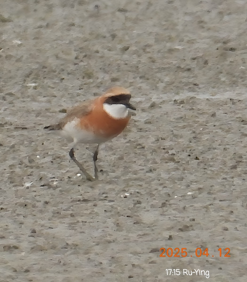 Tibetan Sand-Plover - ML633592845