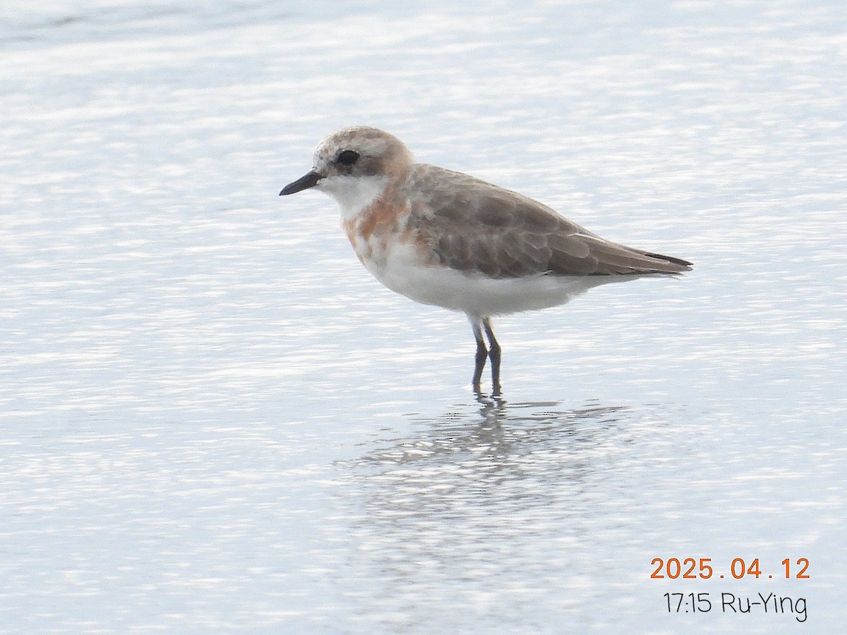 Tibetan Sand-Plover - ML633592846