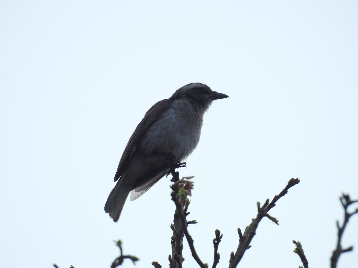 Common Woodshrike - ML633593030