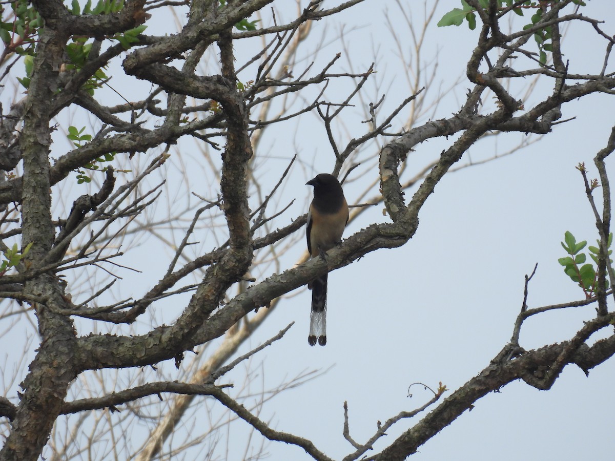 Rufous Treepie - ML633593048