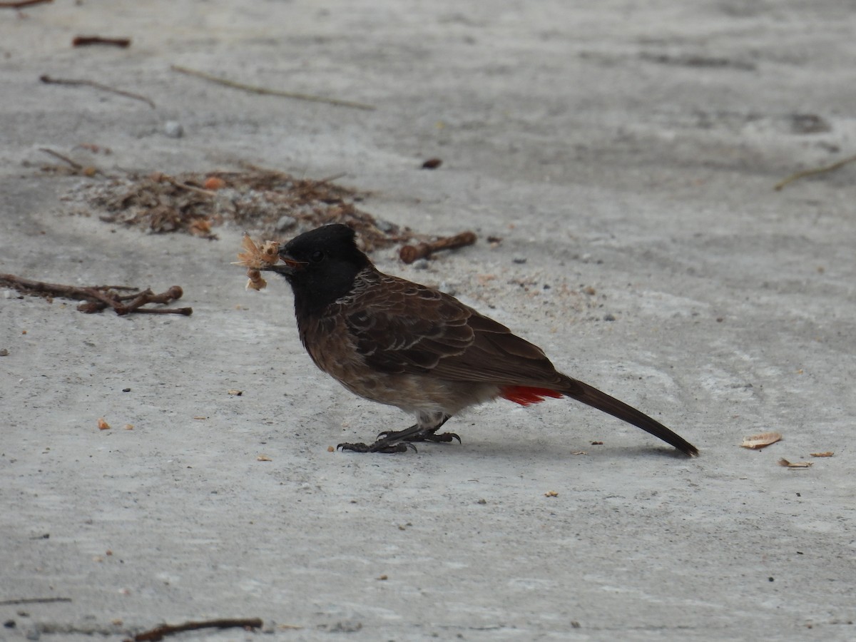 Red-vented Bulbul - ML633593072