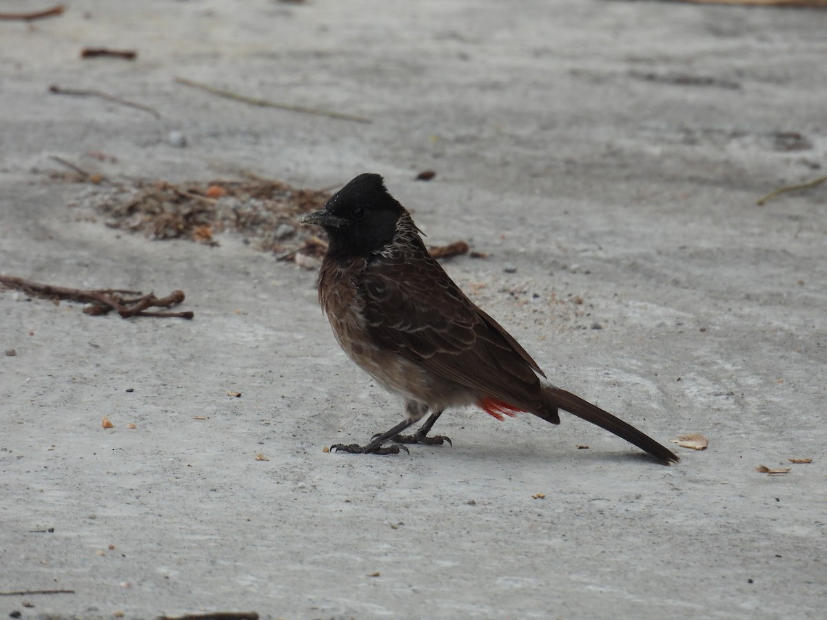 Red-vented Bulbul - ML633593079
