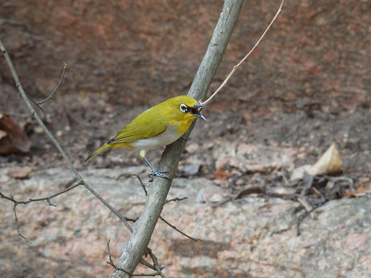 Indian White-eye - ML633593088