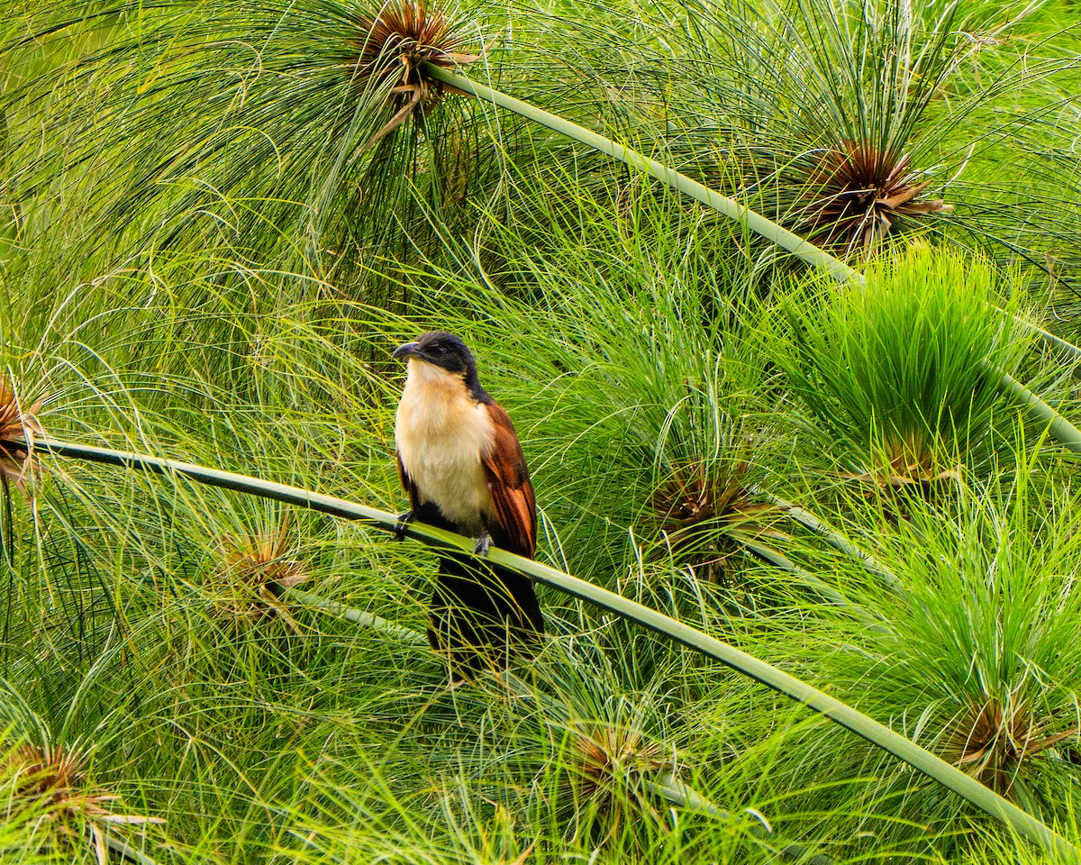 Blue-headed Coucal - ML633593109