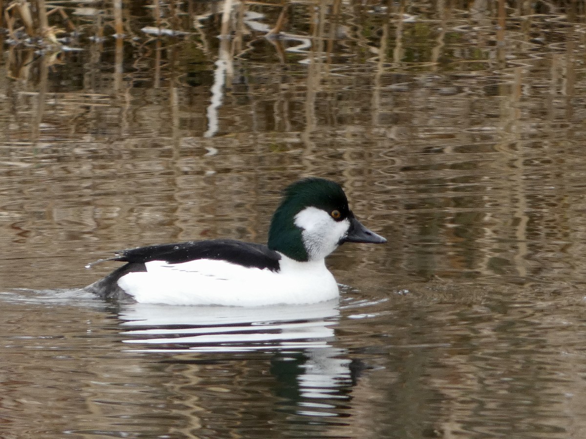 Bufflehead x Common Goldeneye (hybrid) - ML633593231