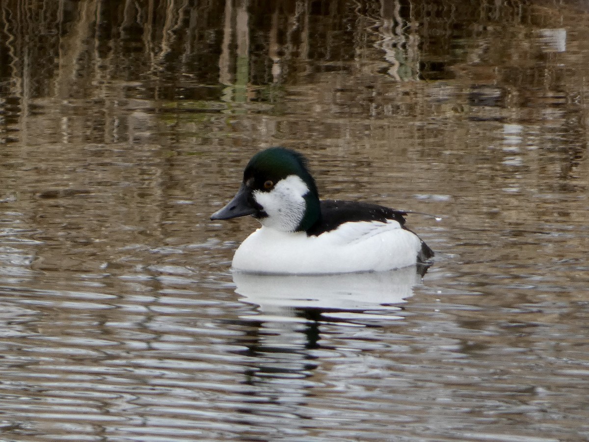 Bufflehead x Common Goldeneye (hybrid) - ML633593232