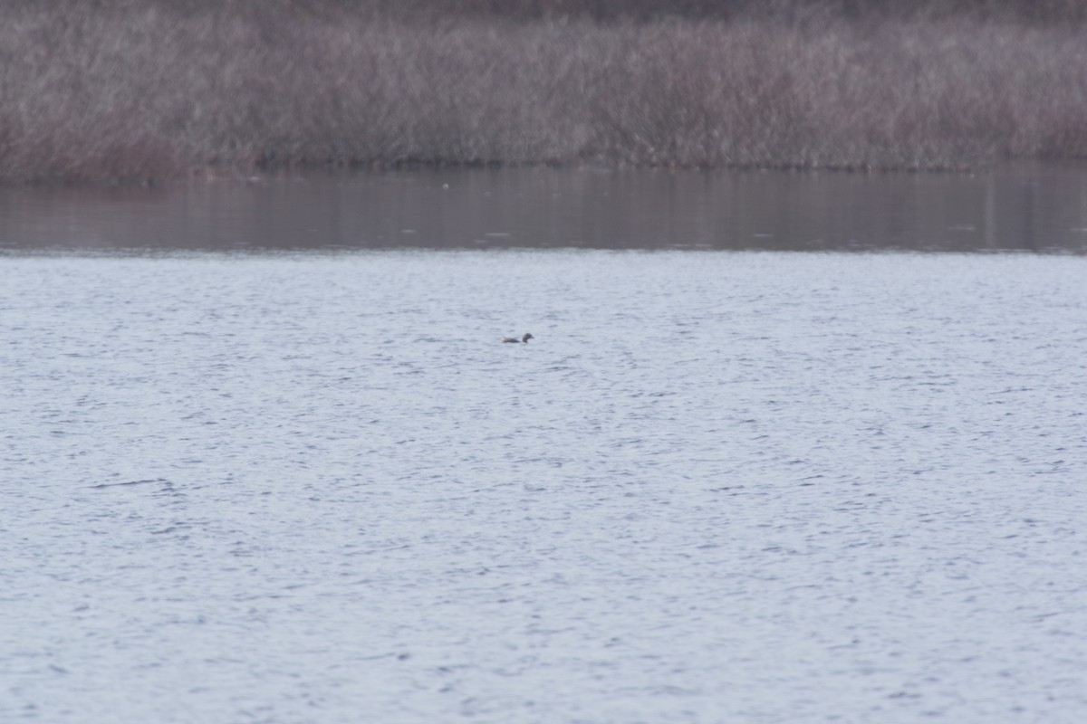 Pied-billed Grebe - ML633593331
