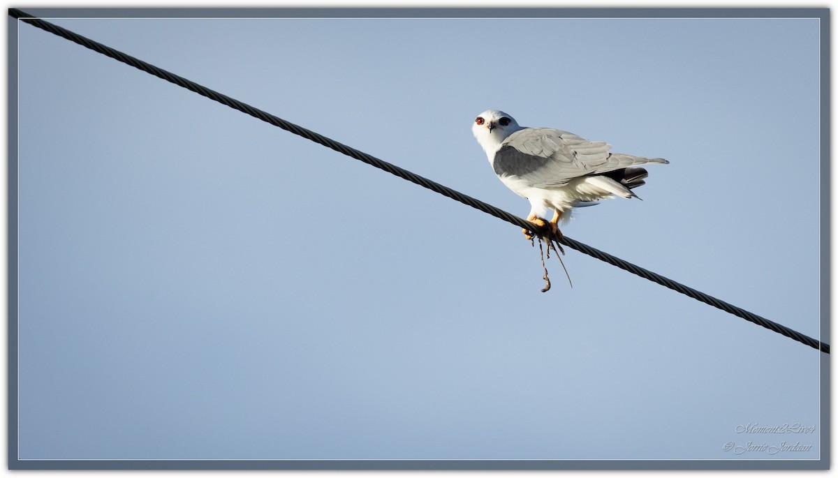 Black-winged Kite - ML633593694
