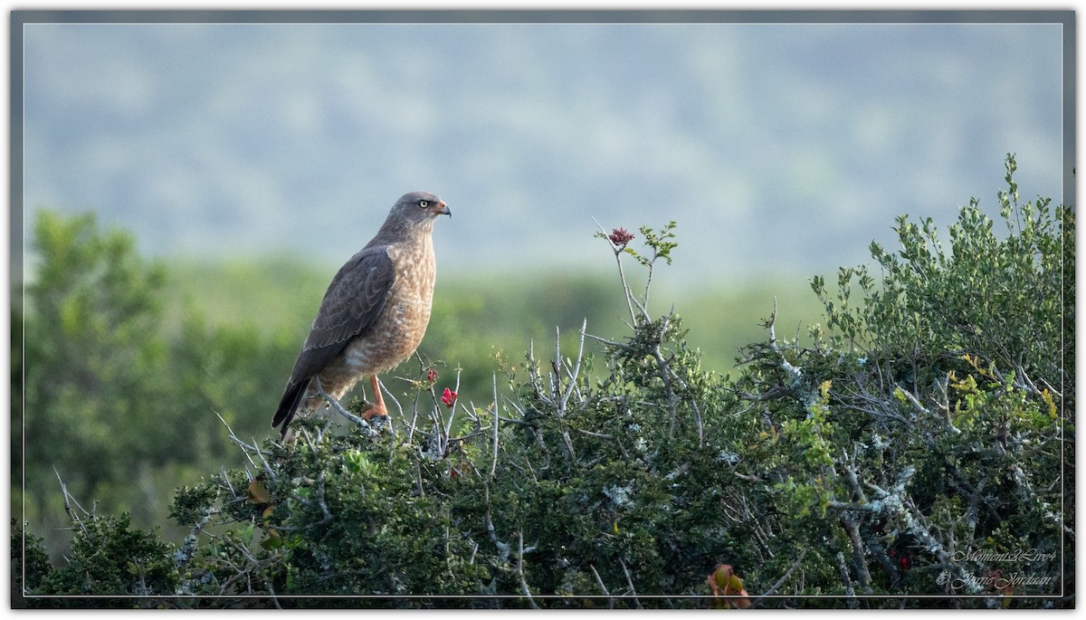 Pale Chanting-Goshawk - ML633593702