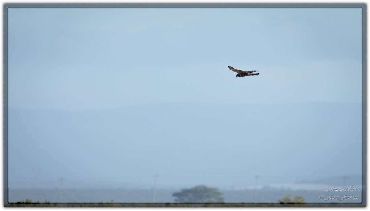 African Marsh Harrier - ML633593752