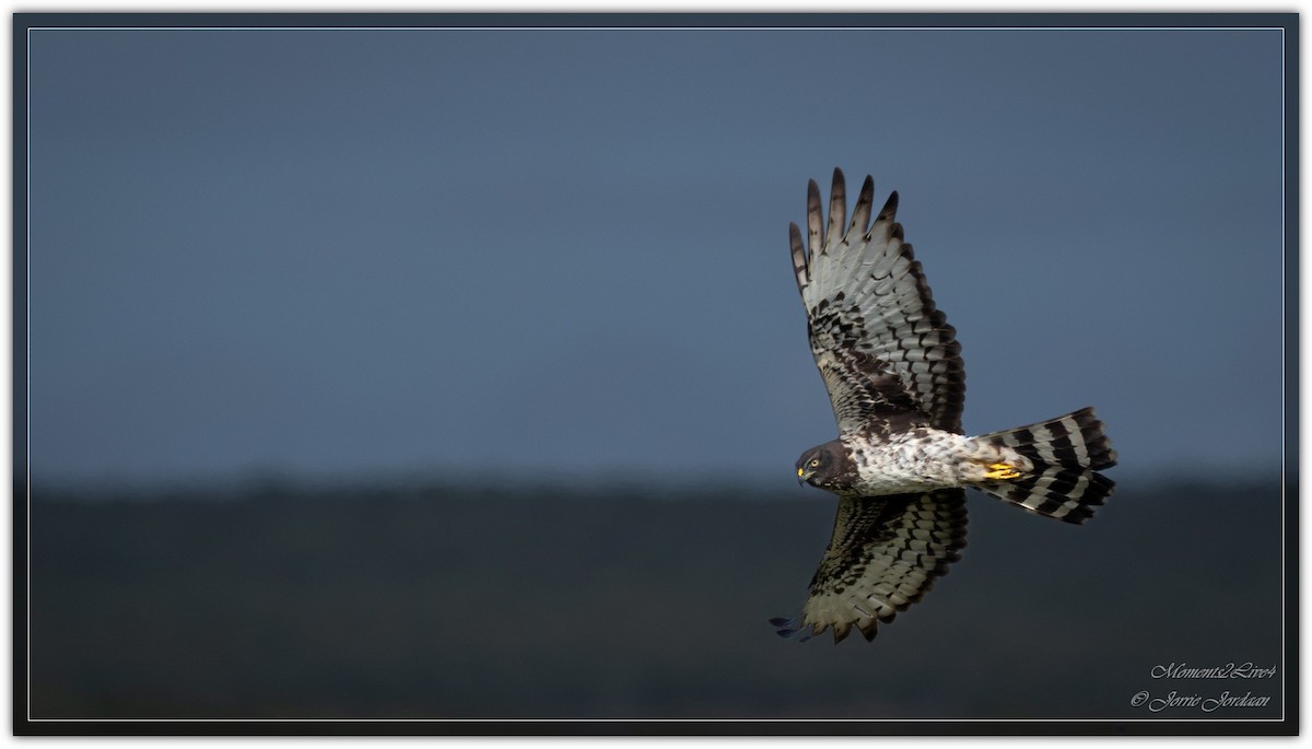 Black Harrier - ML633593757