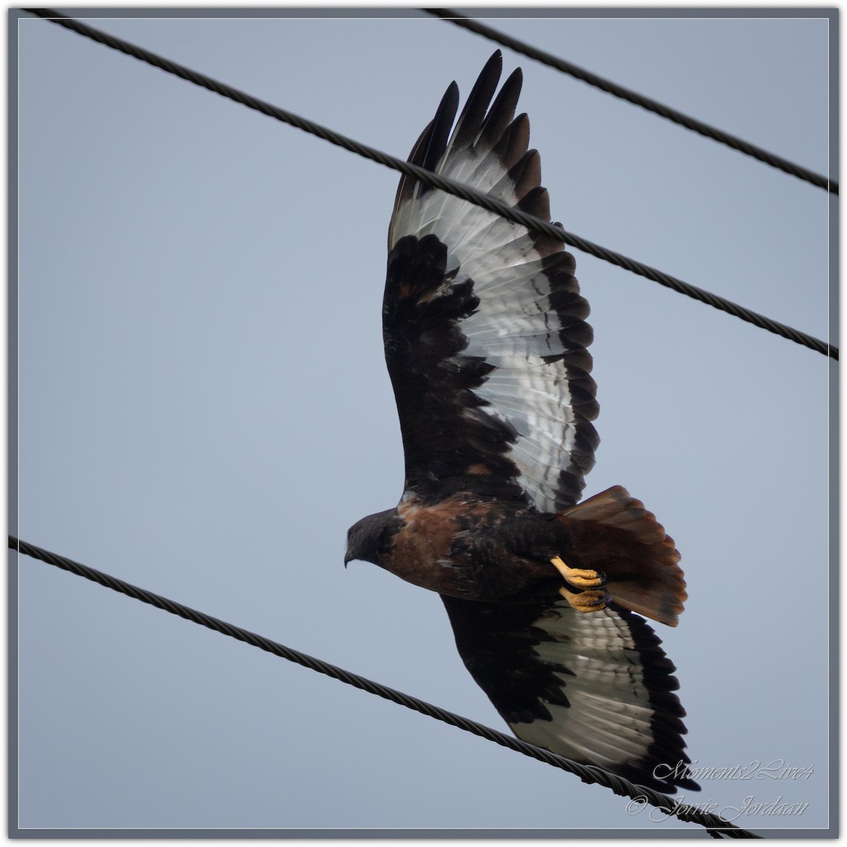 Jackal Buzzard - ML633593760