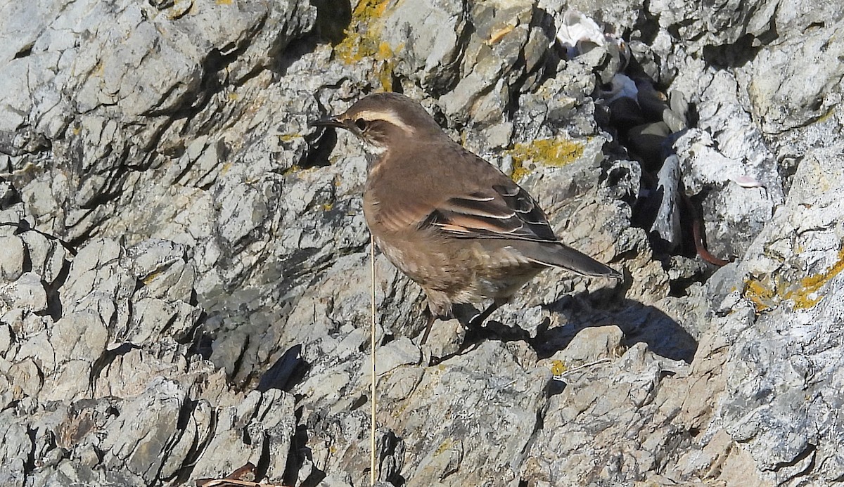 Buff-winged Cinclodes - ML633593773