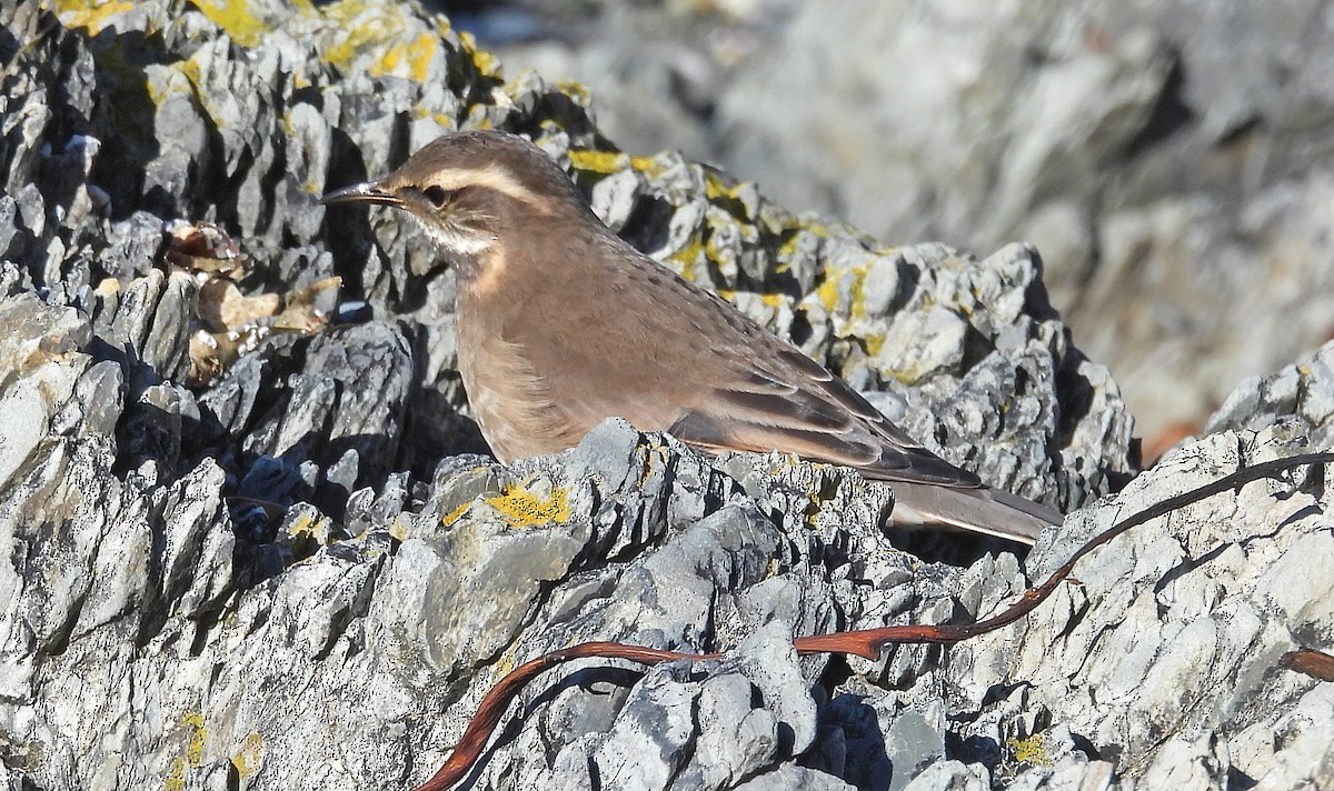 Buff-winged Cinclodes - ML633593774