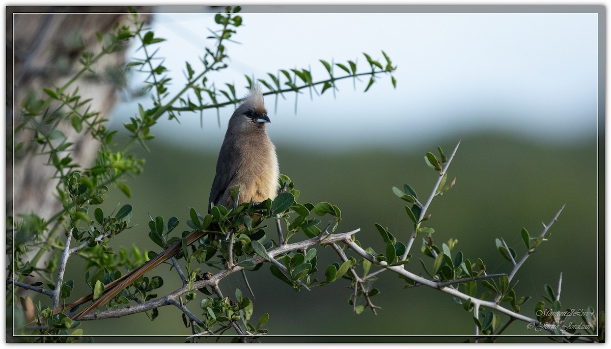 Speckled Mousebird - ML633593778