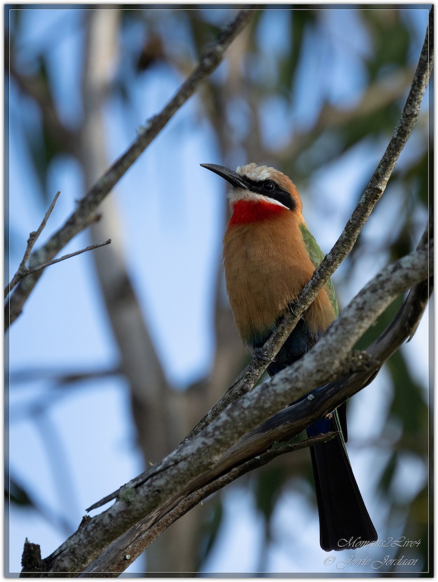 White-fronted Bee-eater - ML633593787