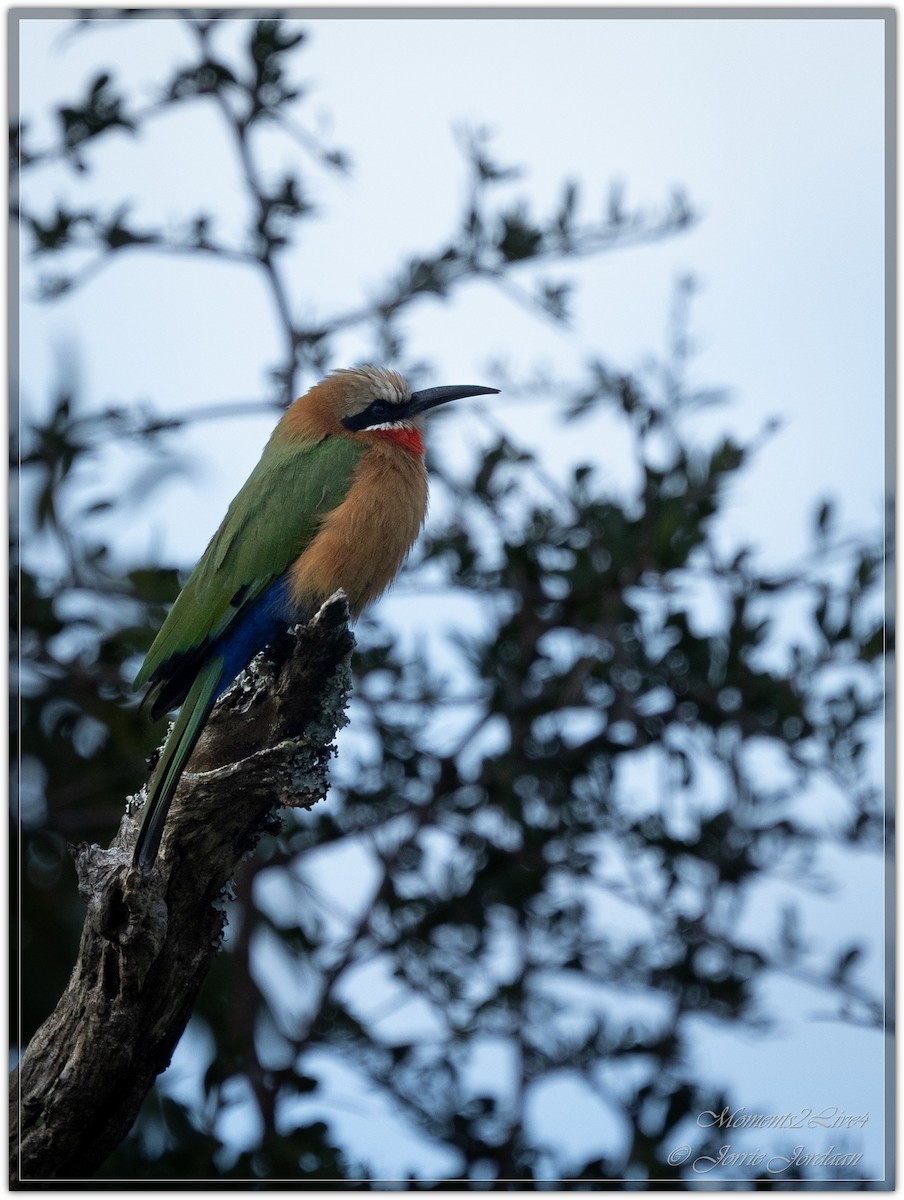 White-fronted Bee-eater - ML633593788