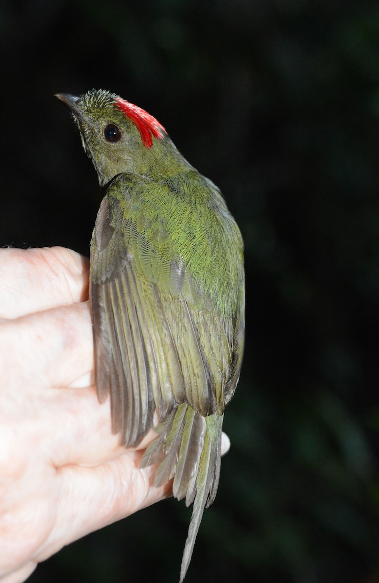 Long-tailed Manakin - ML633593804