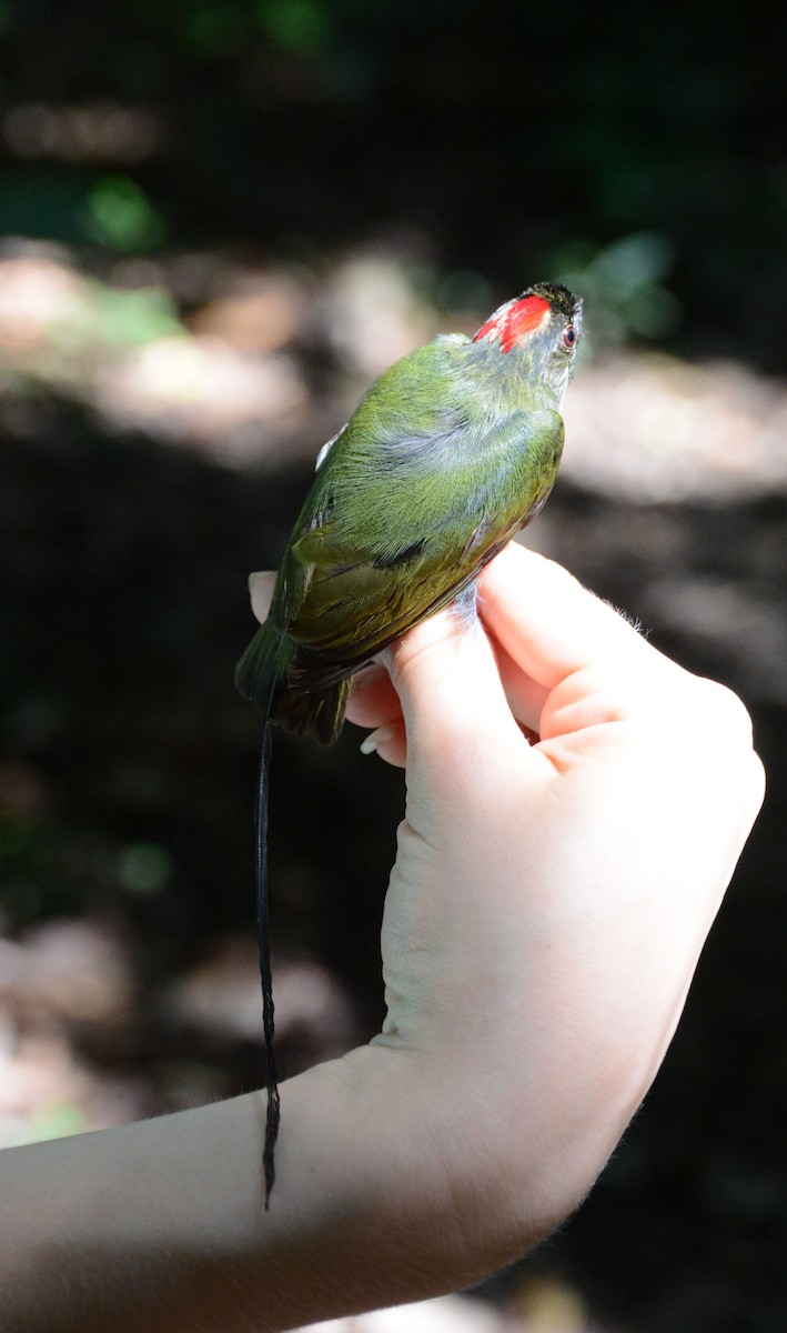 Long-tailed Manakin - ML633593805