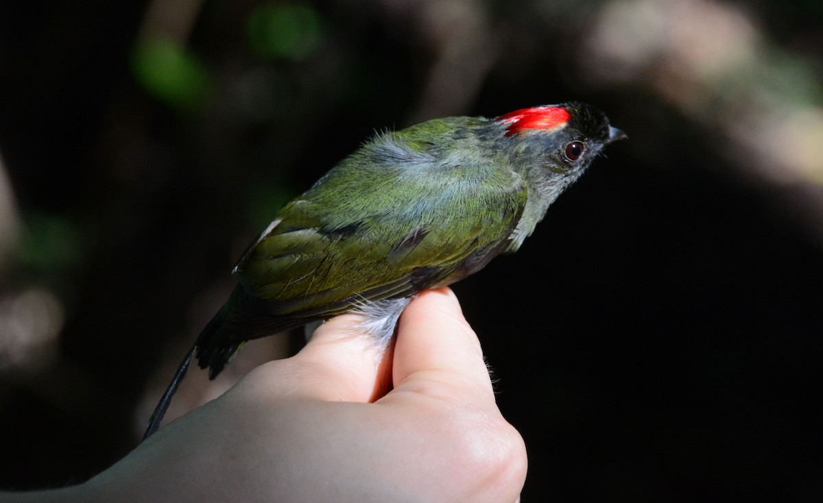 Long-tailed Manakin - ML633593806