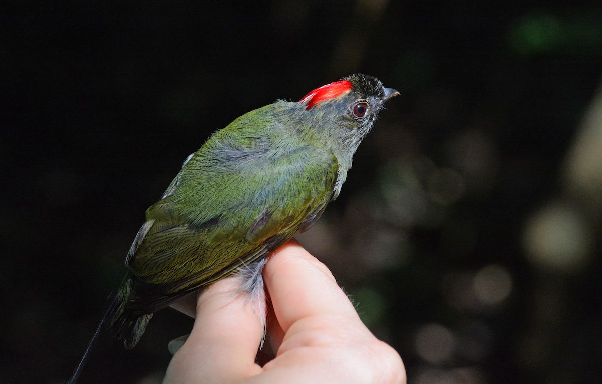 Long-tailed Manakin - ML633593808