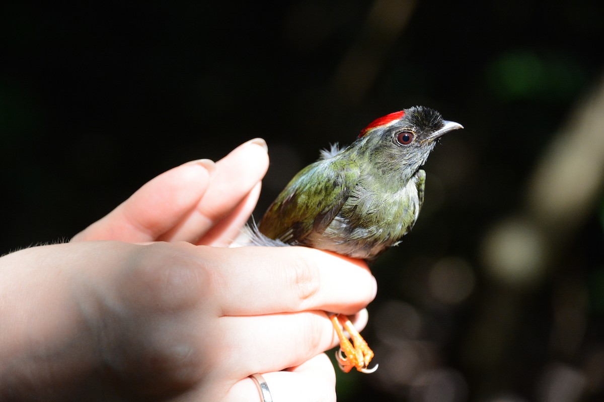 Long-tailed Manakin - ML633593810