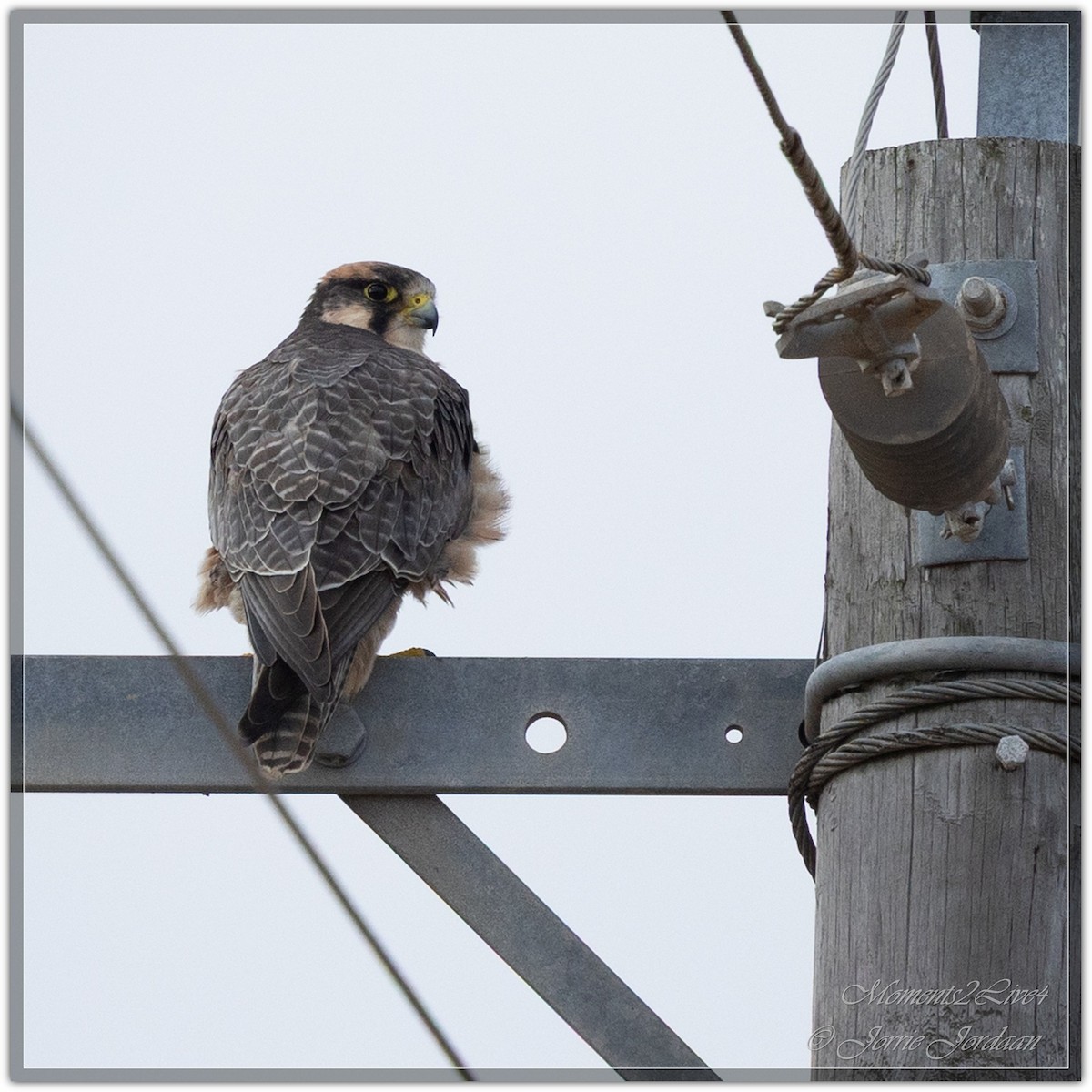 Lanner Falcon - ML633593864