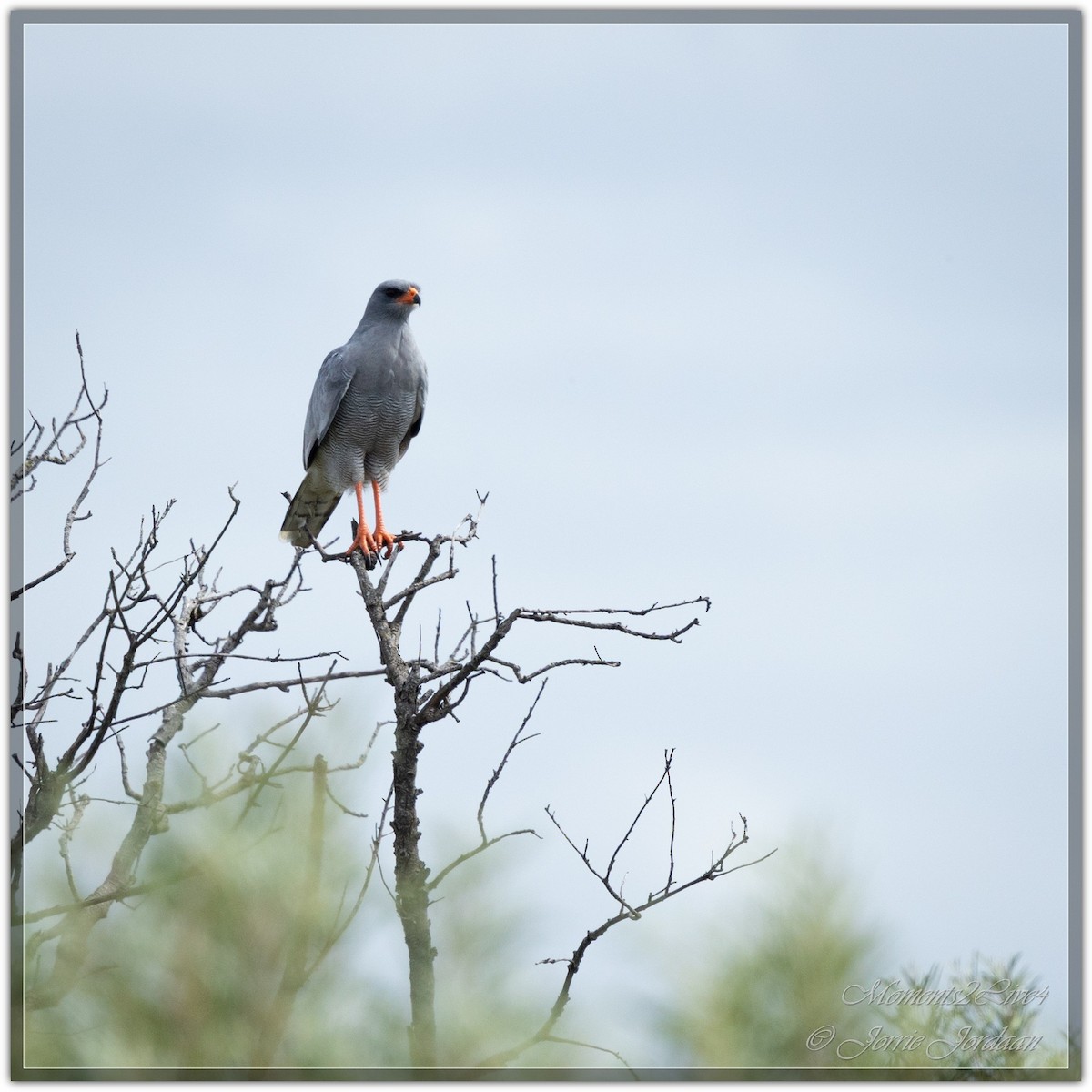 Pale Chanting-Goshawk - ML633593879