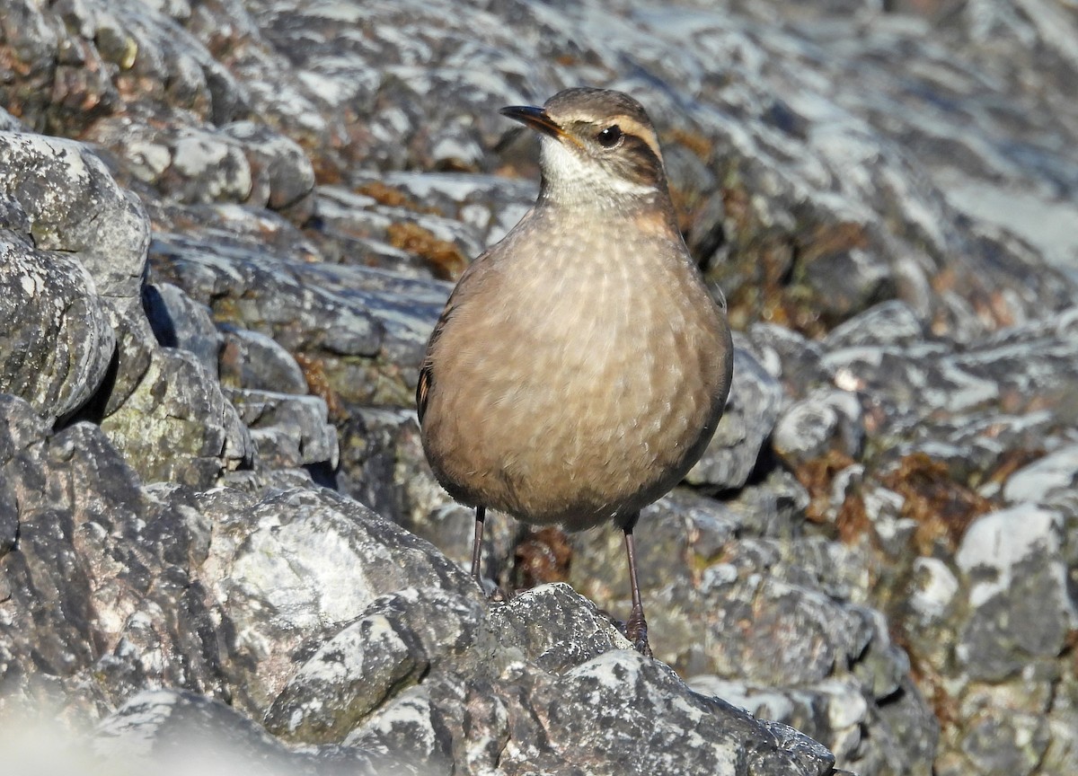 Buff-winged Cinclodes - ML633593888